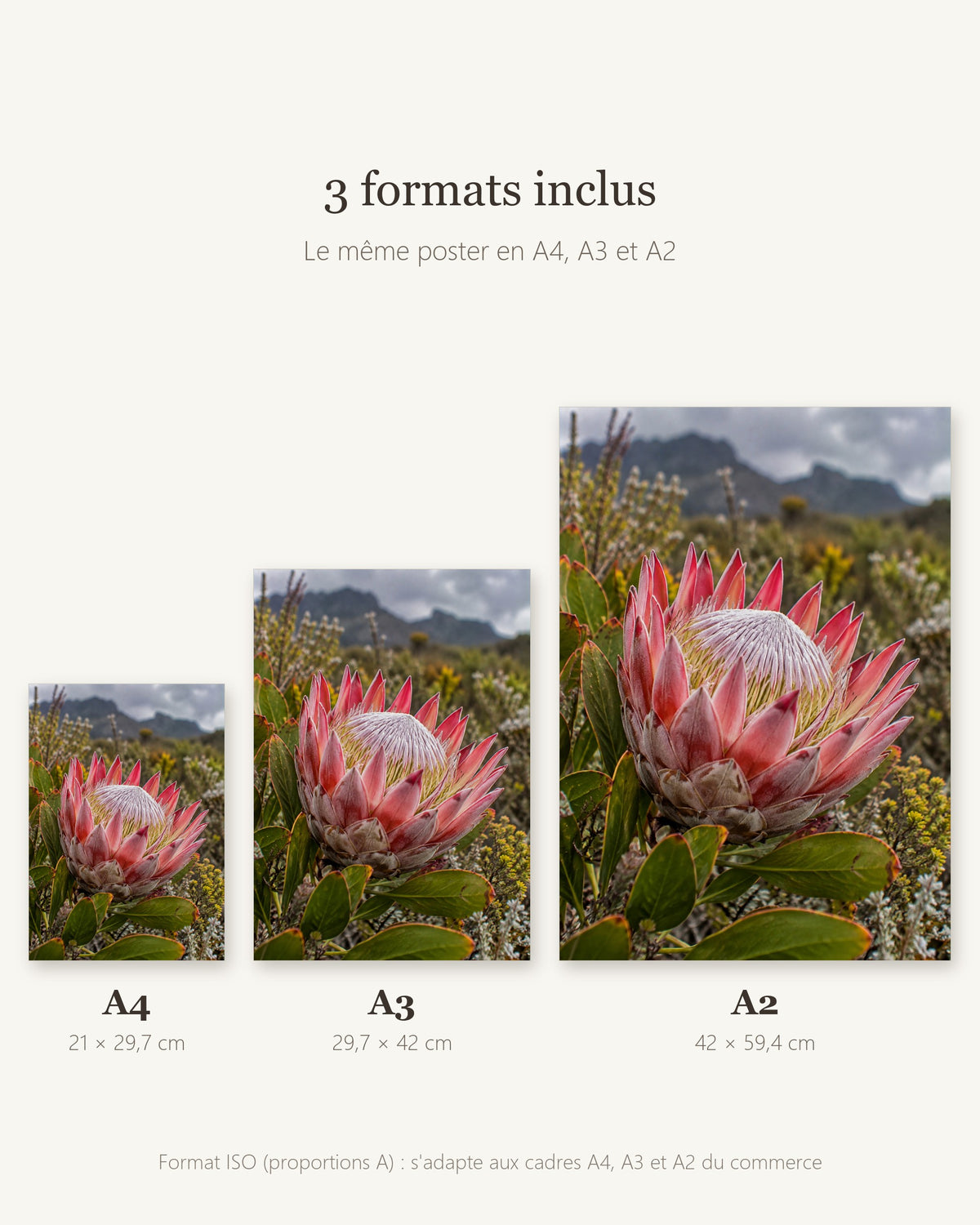 Poster Protée du fynbos à Imprimer - Affiche Nature - Décoration Murale - Téléchargement Numérique