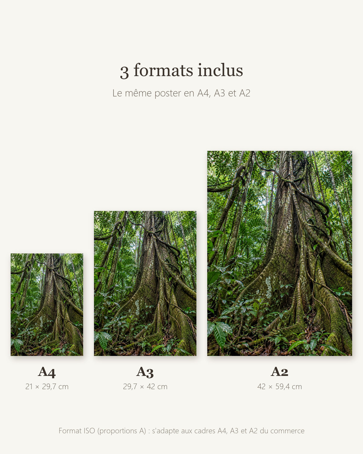 Poster Forêt équatoriale à Imprimer - Affiche Nature - Décoration Murale - Téléchargement Numérique