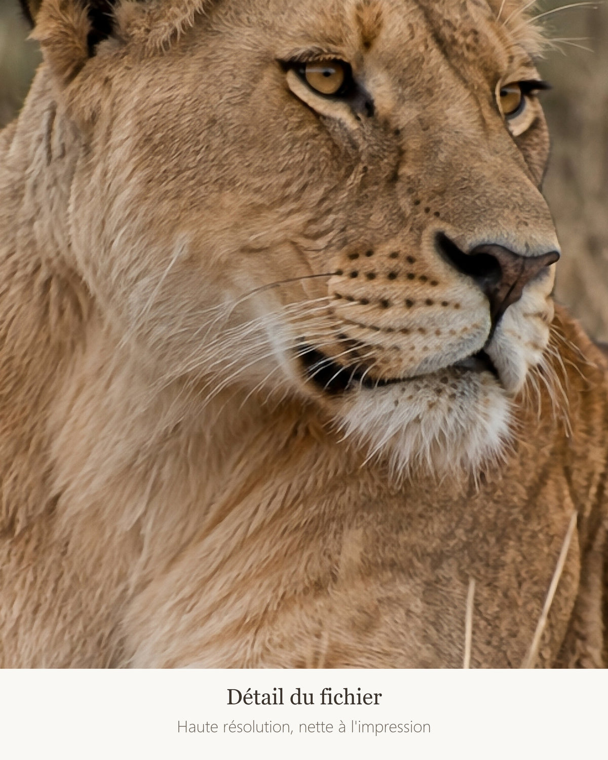 Poster Lionne couchée à Imprimer - Affiche Animaux Sauvages - Décoration Murale - Téléchargement Numérique