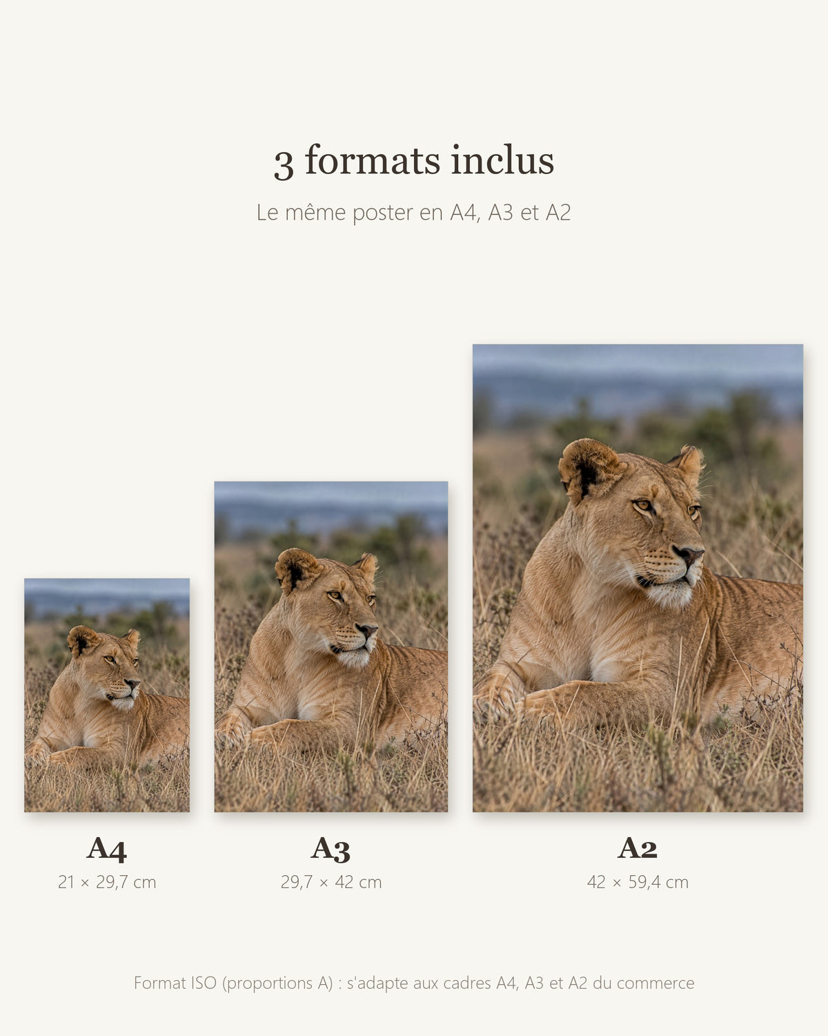Poster Lionne couchée à Imprimer - Affiche Animaux Sauvages - Décoration Murale - Téléchargement Numérique