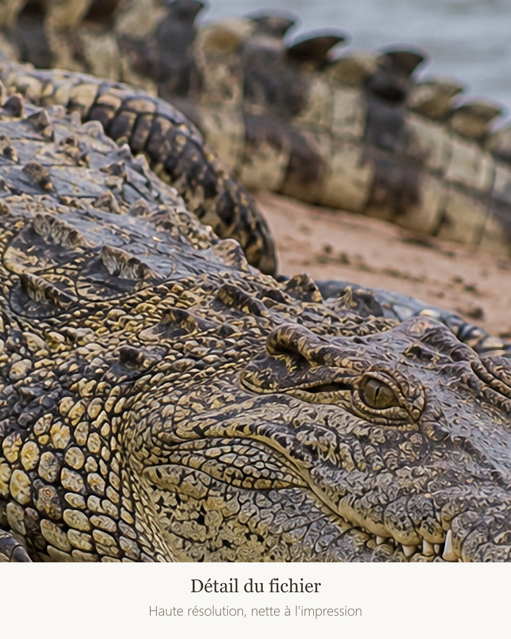 Poster Crocodile du Nil à Imprimer - Affiche Animaux Sauvages - Décoration Murale - Téléchargement Numérique