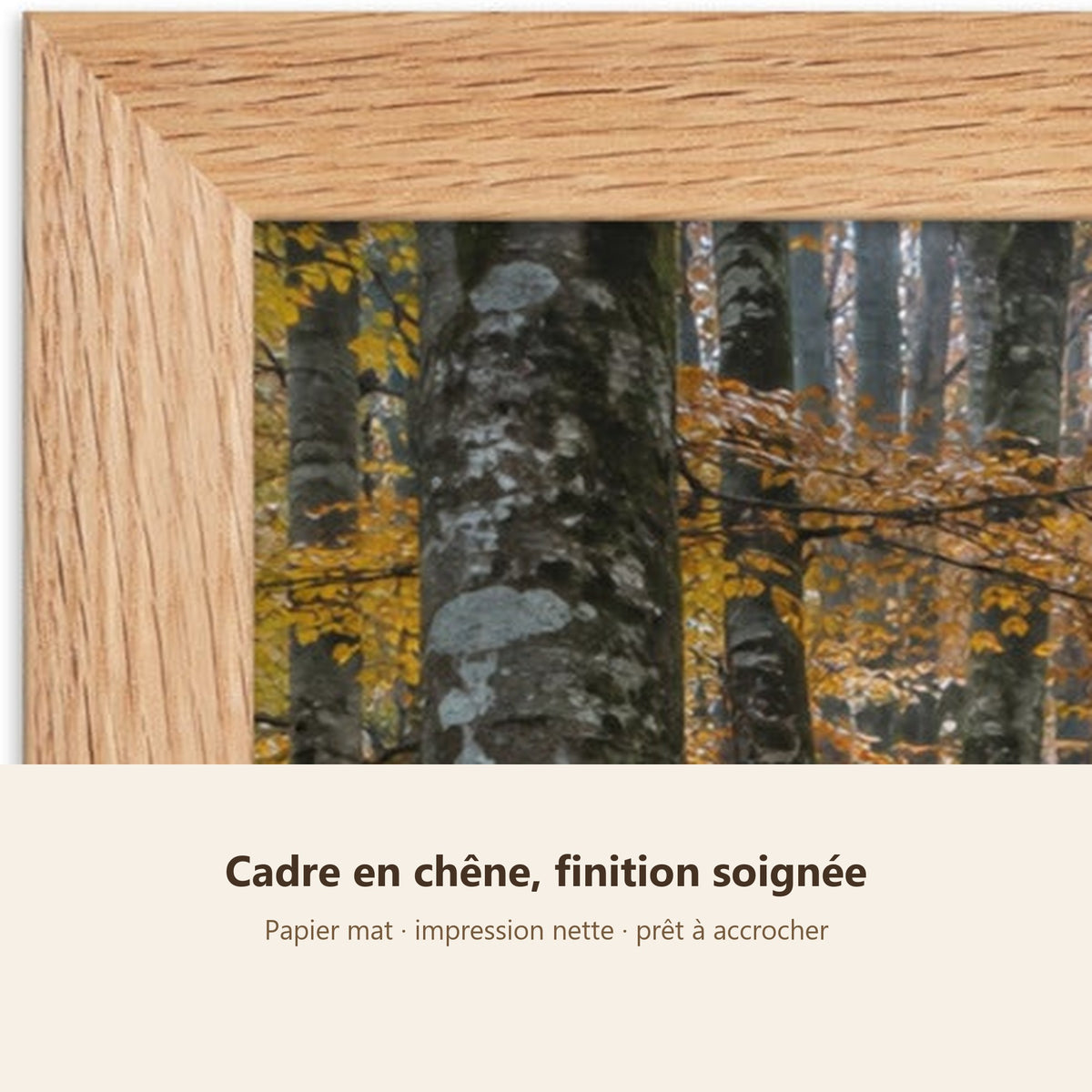 Poster Encadré Forêt de Hêtres en Automne - Affiche Nature Cadre Chêne - Décoration Murale