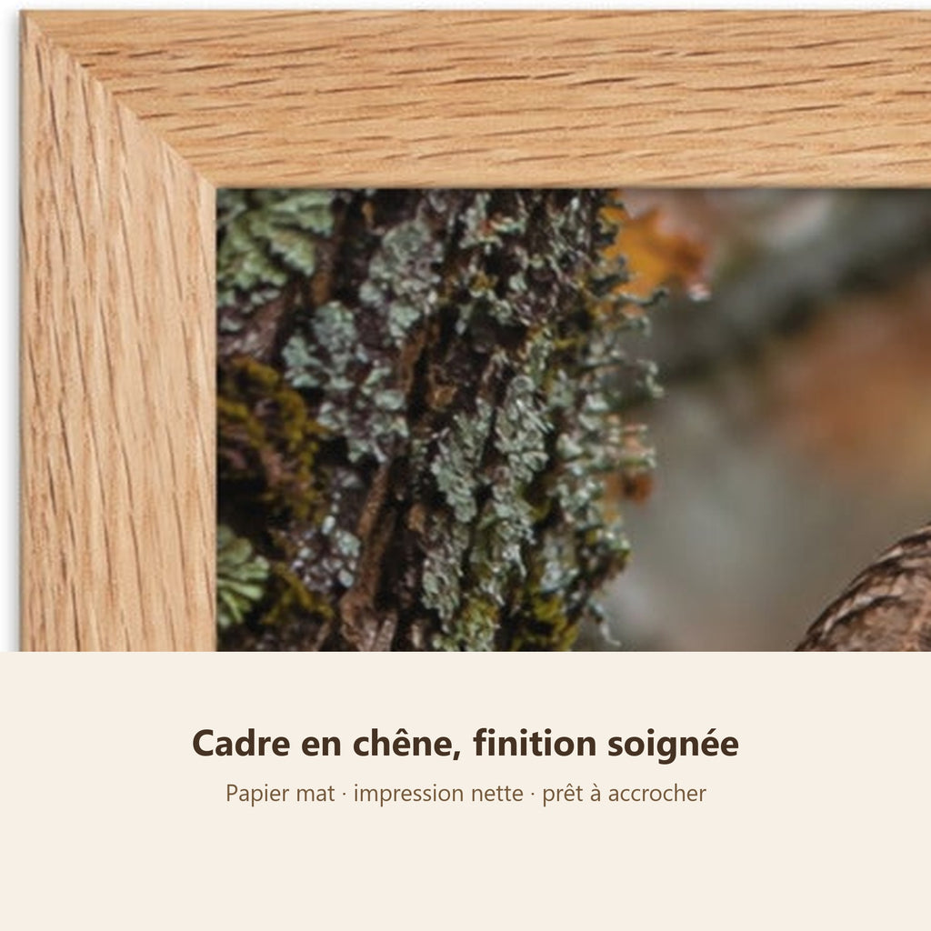Poster Encadré Chouette hulotte - Affiche Animaux Sauvages Cadre Chêne - Décoration Murale