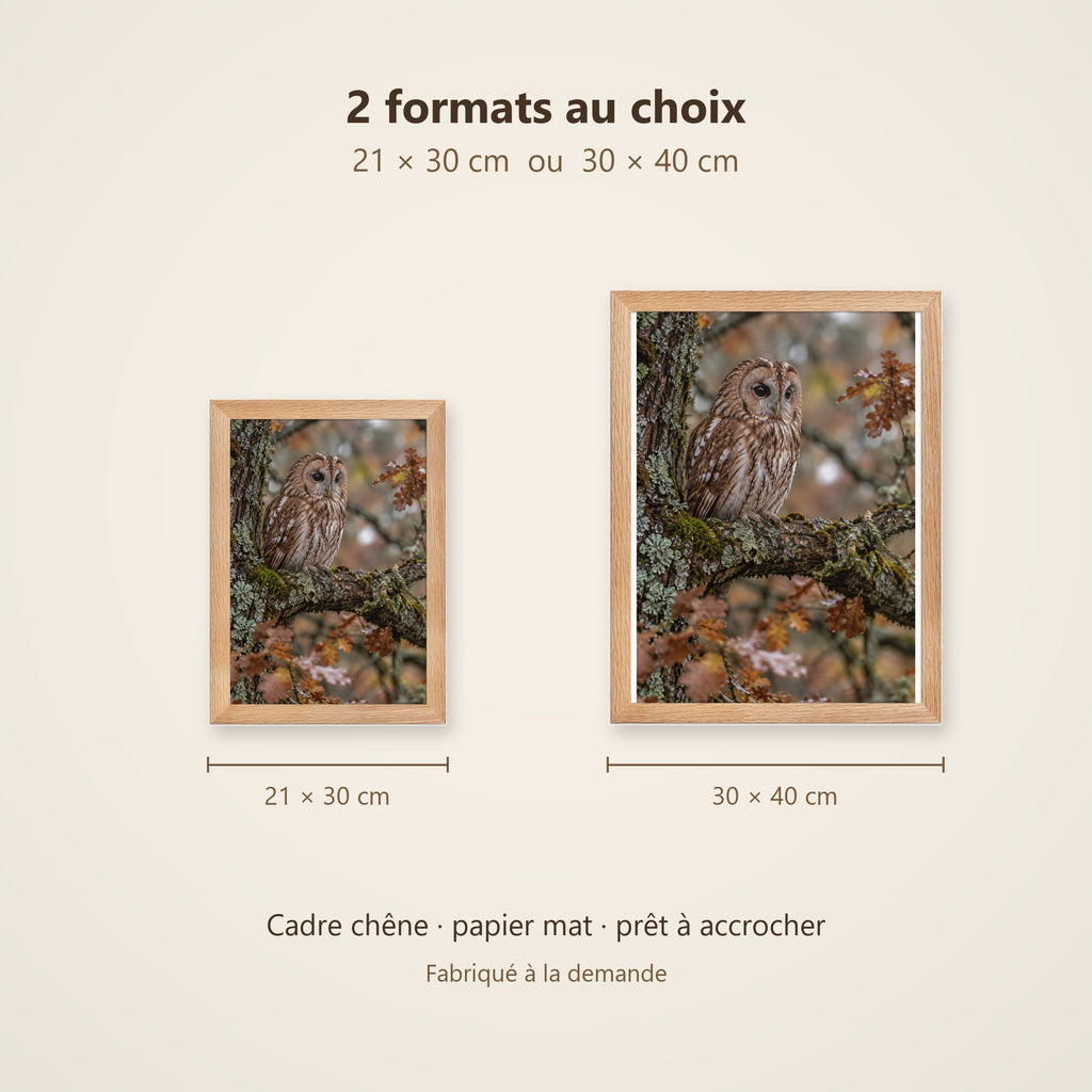 Poster Encadré Chouette hulotte - Affiche Animaux Sauvages Cadre Chêne - Décoration Murale