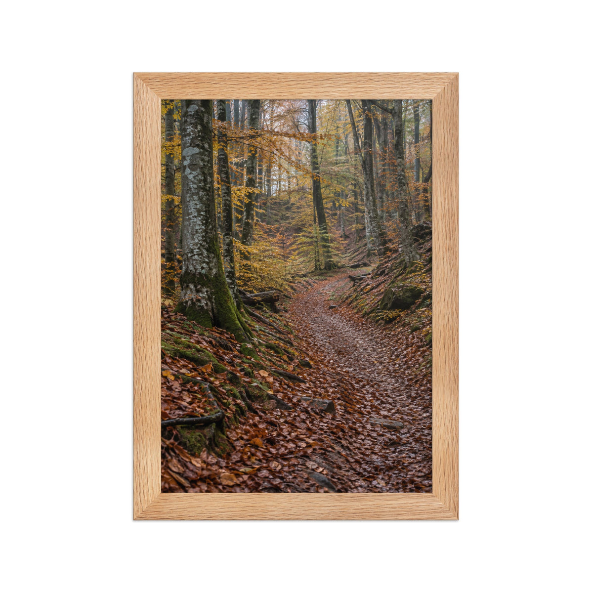 Lot Forêts Apaisantes - 3 Posters Encadrés Nature Forêt - Cadre Chêne