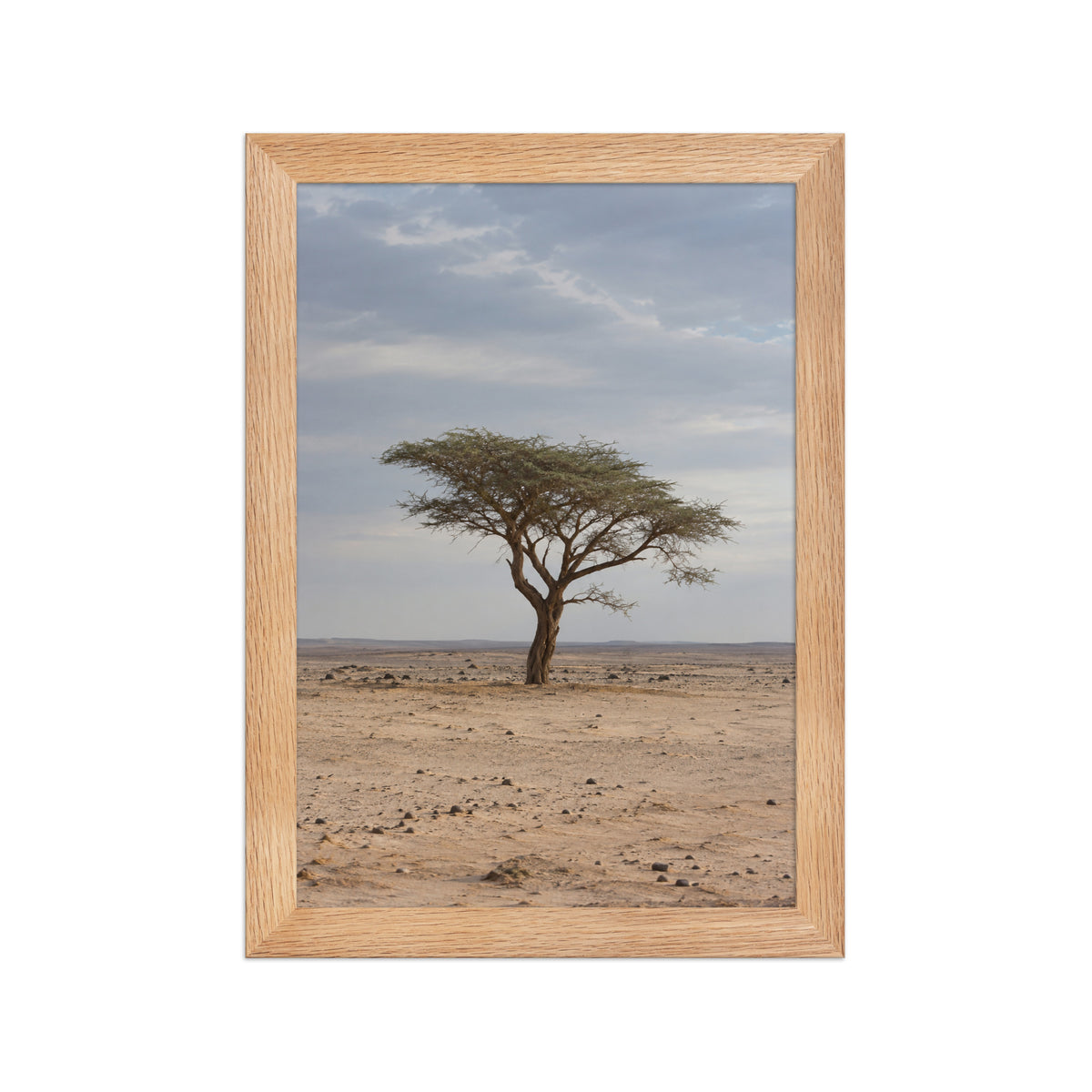 Poster encadré chêne Acacia du Ténéré Niger - aperçu 1