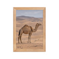 Poster encadré chêne Dromadaire dans les dunes - aperçu 1