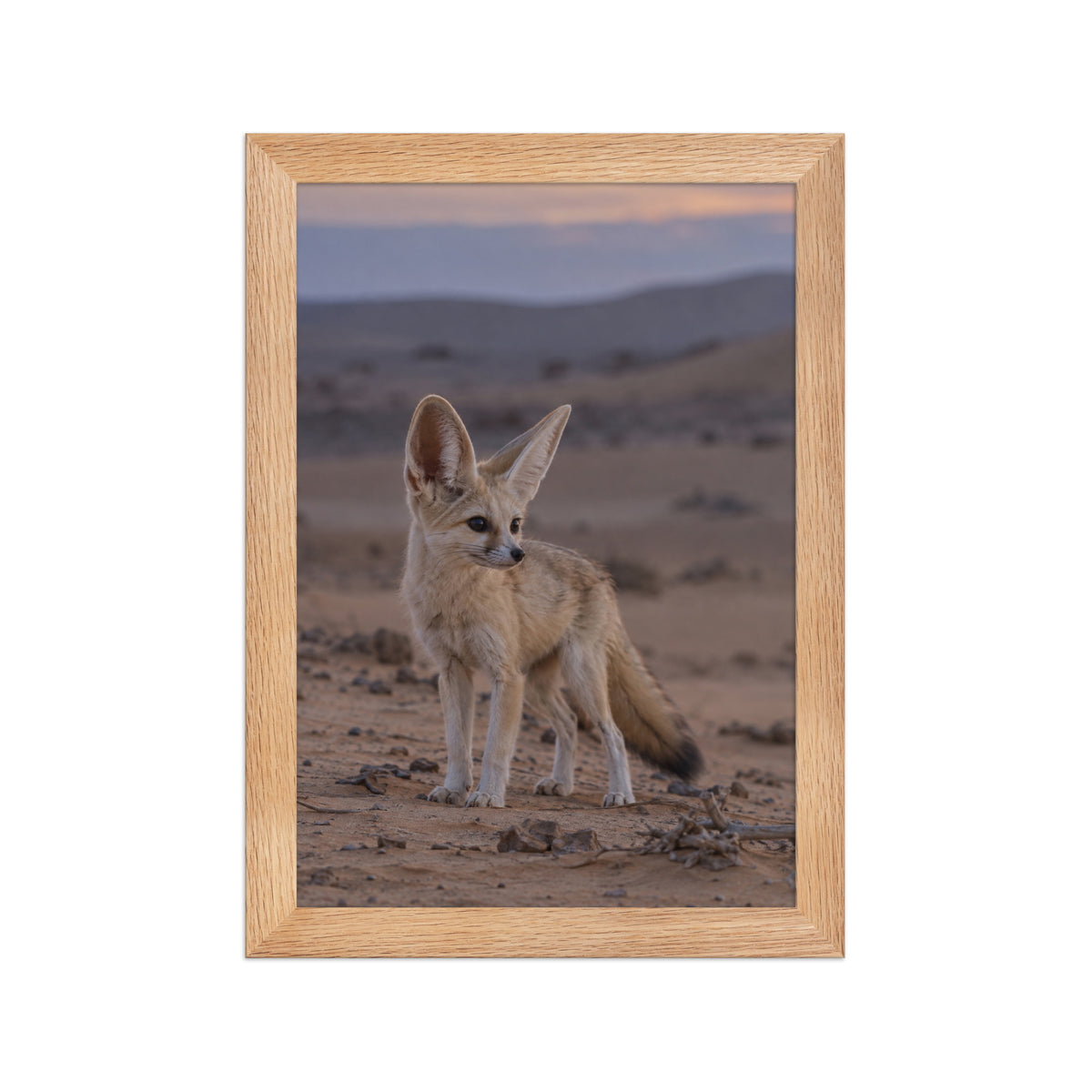 Poster encadré chêne Renard fennec - aperçu 1