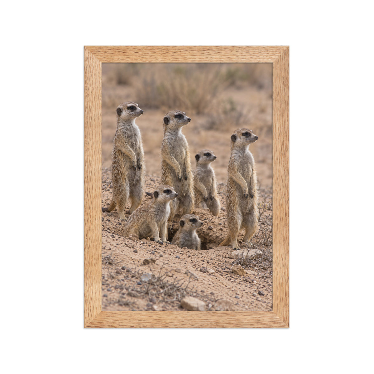 Poster encadré chêne Suricates - aperçu 1