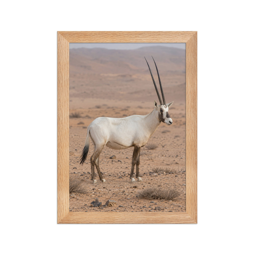 Poster encadré chêne Oryx d'Arabie - aperçu 1