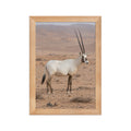 Poster encadré chêne Oryx d'Arabie - aperçu 1