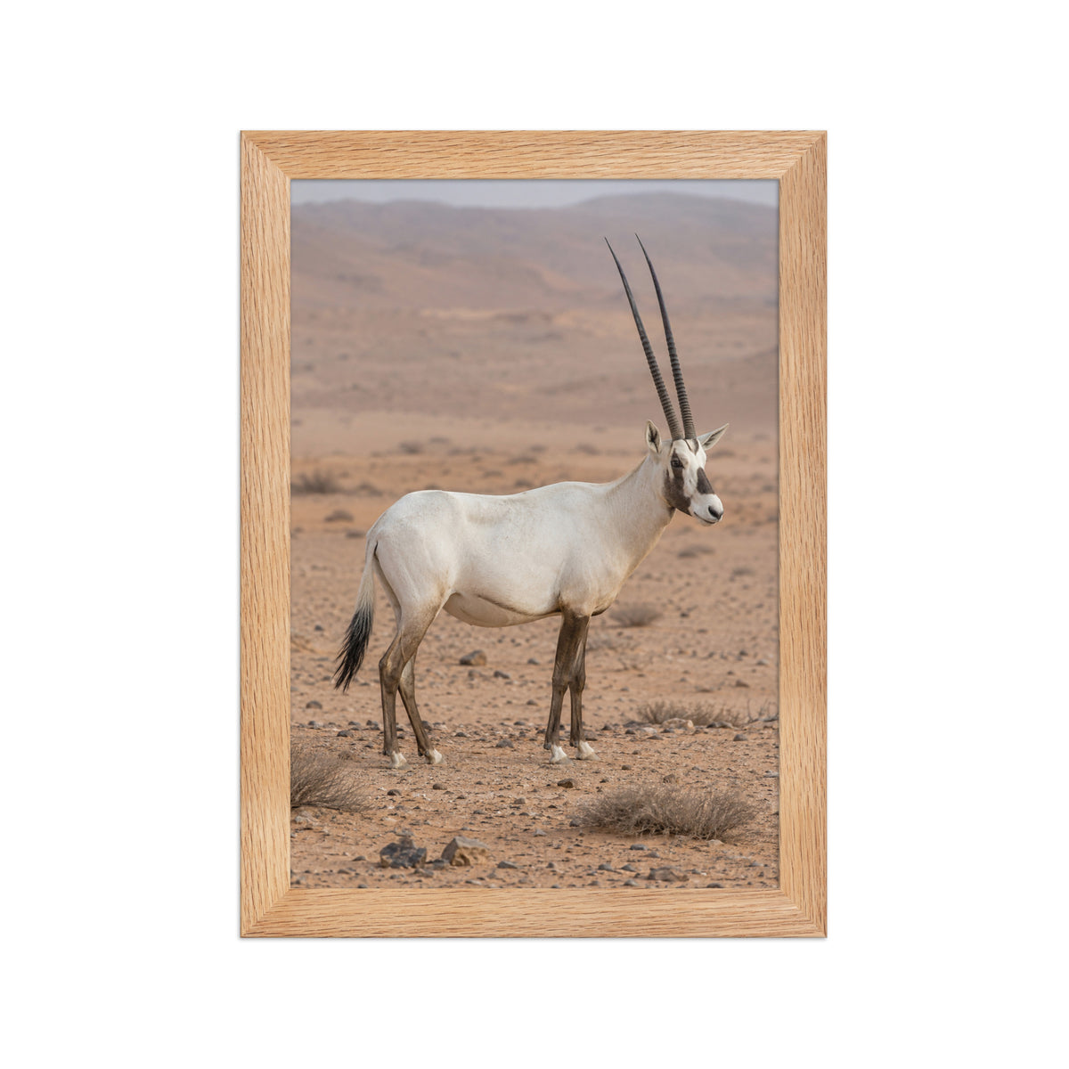 Poster encadré chêne Oryx d'Arabie - aperçu 1