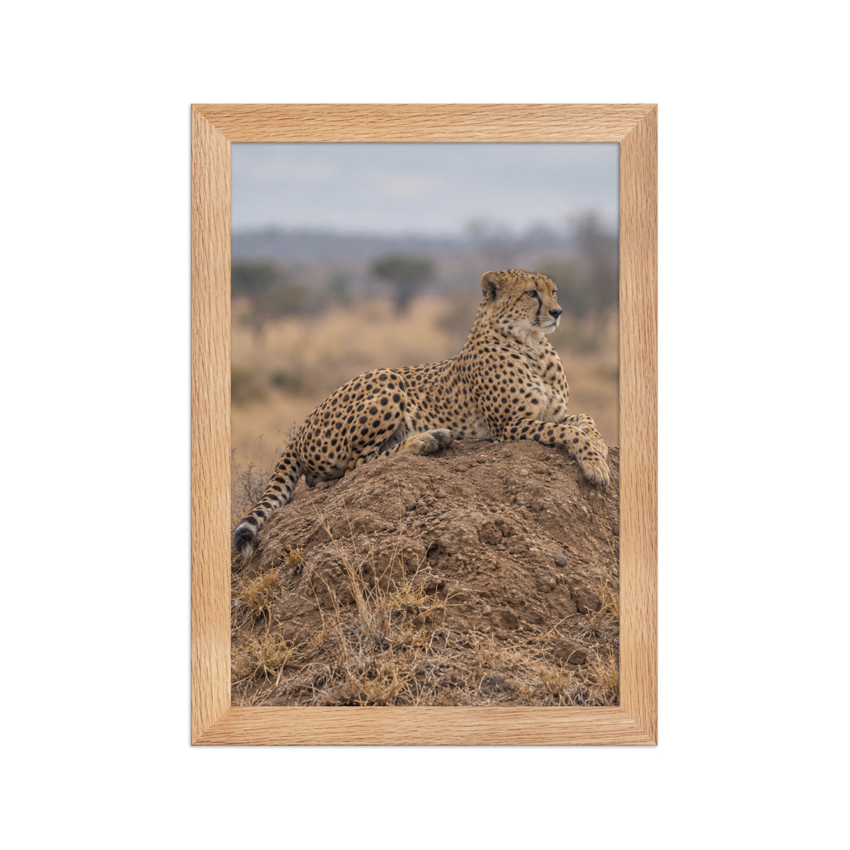 Poster encadré chêne Guépard sur termitière - aperçu 1