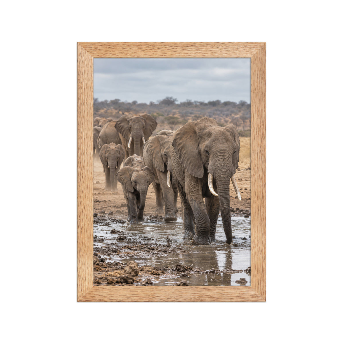 Poster encadré chêne Éléphants au point d'eau - aperçu 1