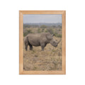 Poster encadré chêne Rhinocéros blanc - aperçu 1