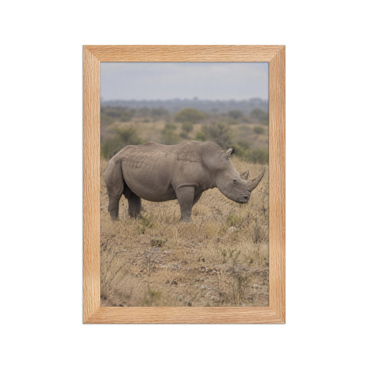 Poster encadré chêne Rhinocéros blanc - aperçu 1