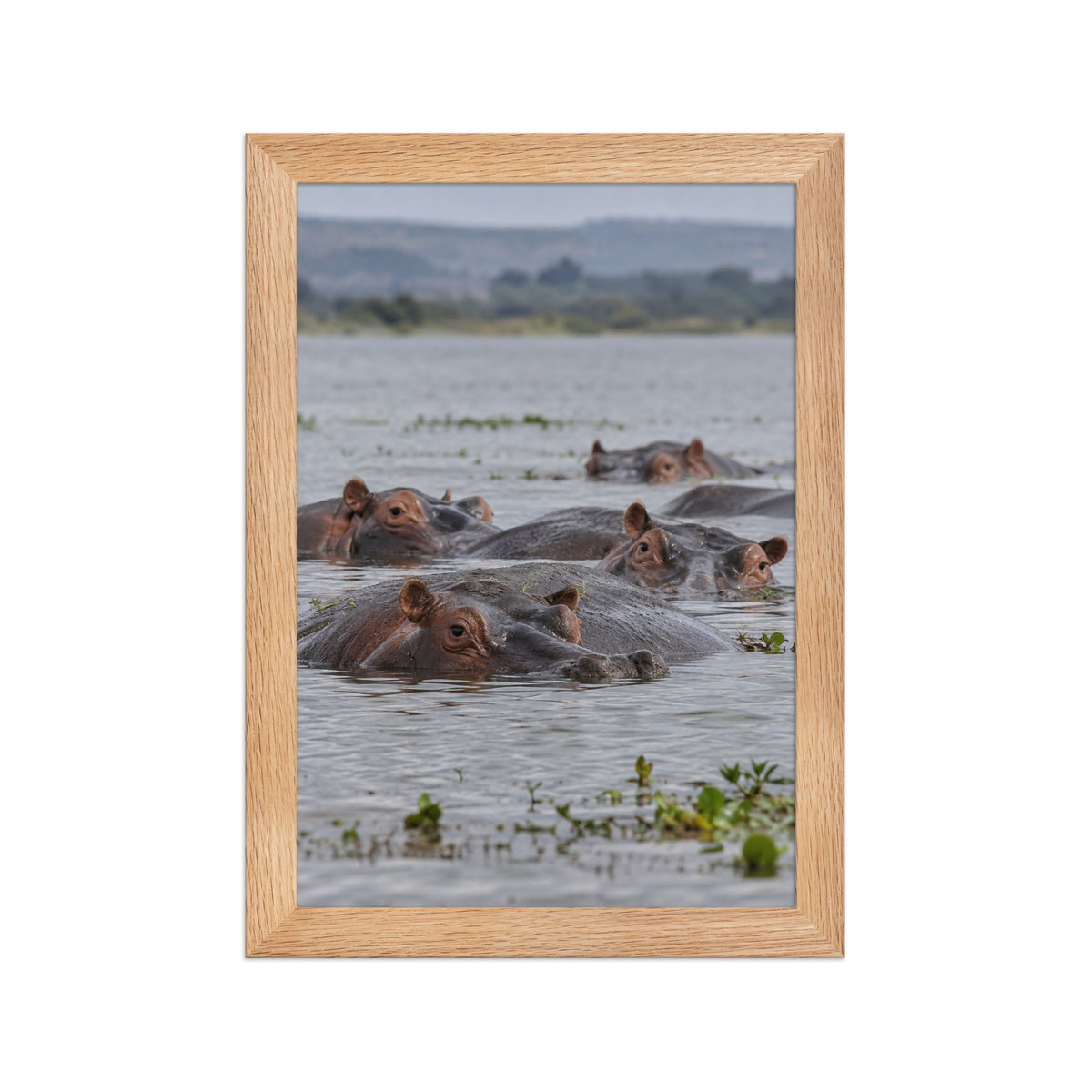 Poster encadré chêne Hippopotames - aperçu 1