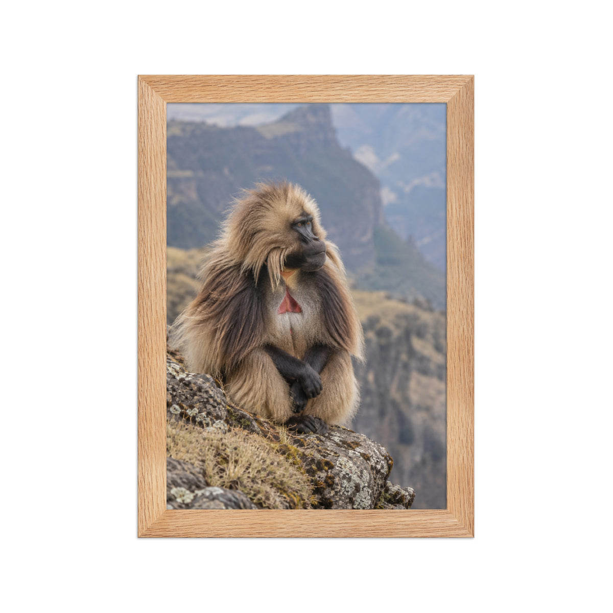 Poster encadré chêne Gelada monts Simien - aperçu 1