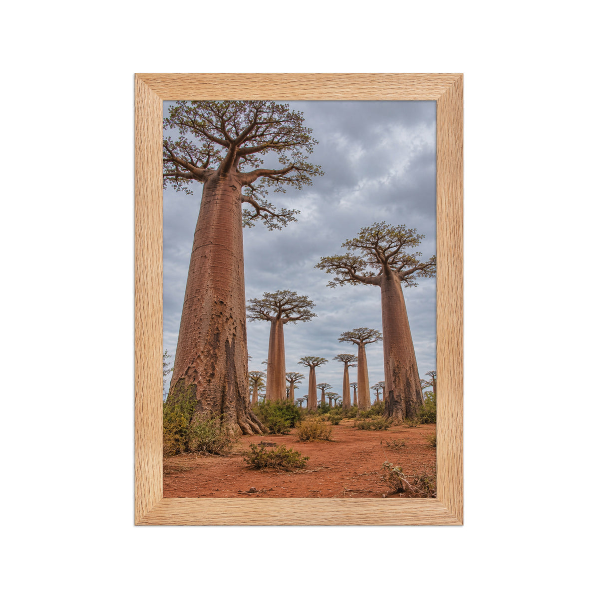 Poster encadré chêne Allée des baobabs Madagascar - aperçu 1