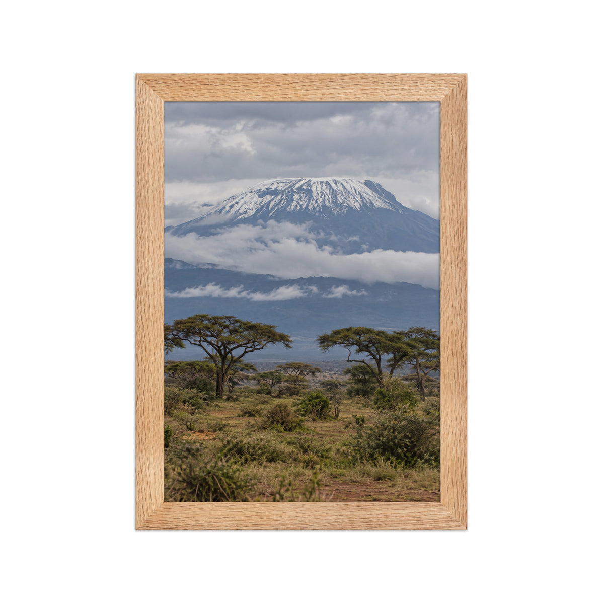 Poster encadré chêne Kilimandjaro - aperçu 1
