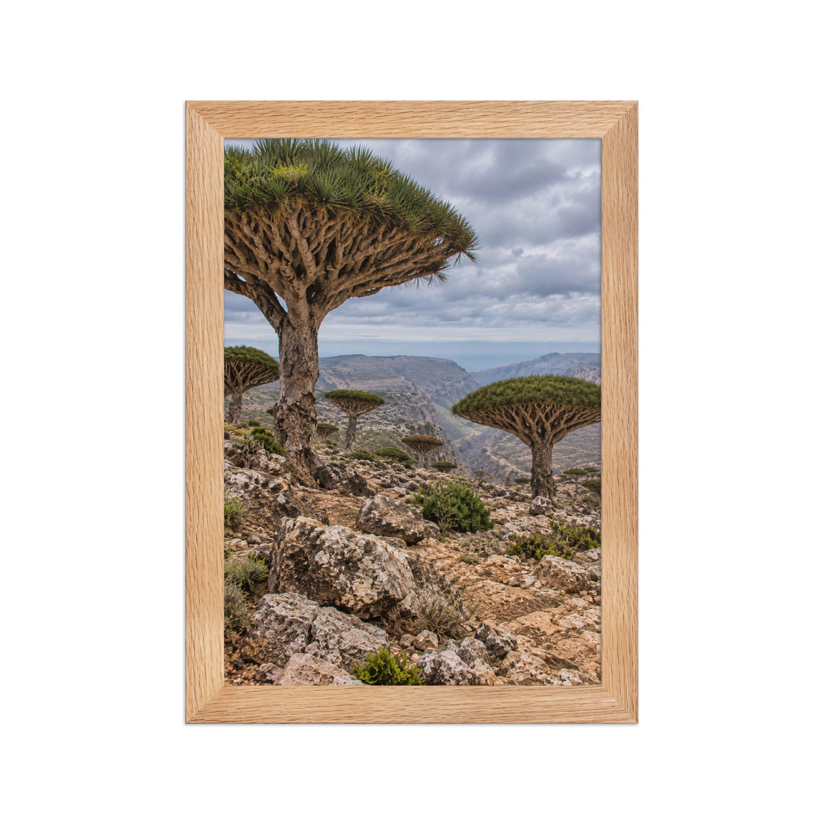 Poster encadré chêne Socotra Yémen - aperçu 1