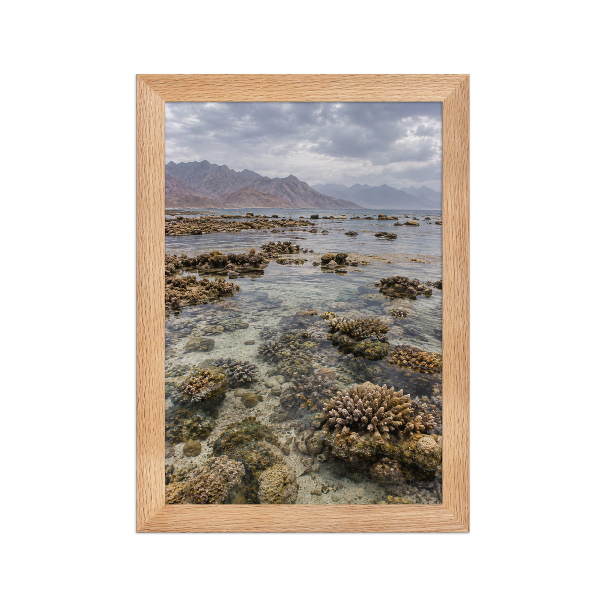 Poster encadré chêne Récif de la mer Rouge - aperçu 1