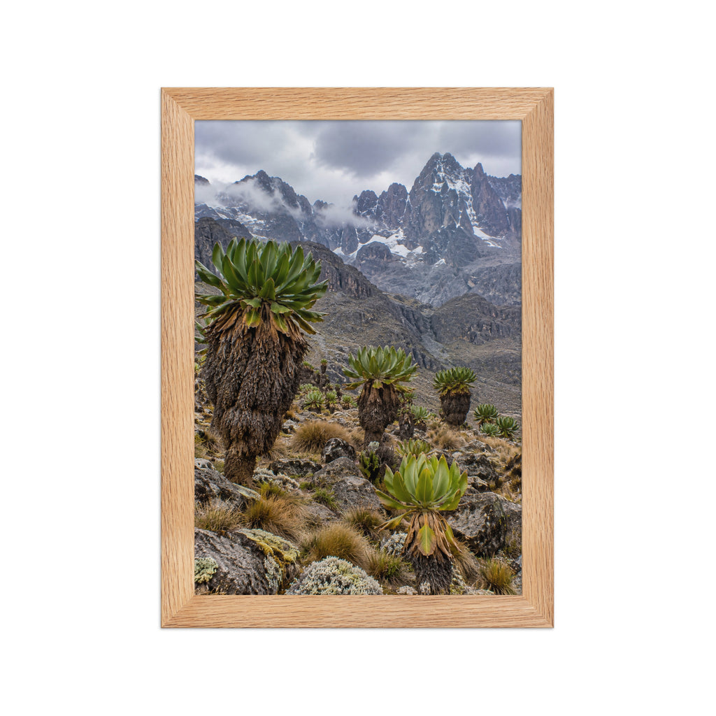 Poster encadré chêne Mont Kenya - aperçu 1
