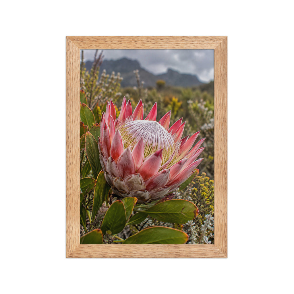Poster encadré chêne Protée du fynbos - aperçu 1