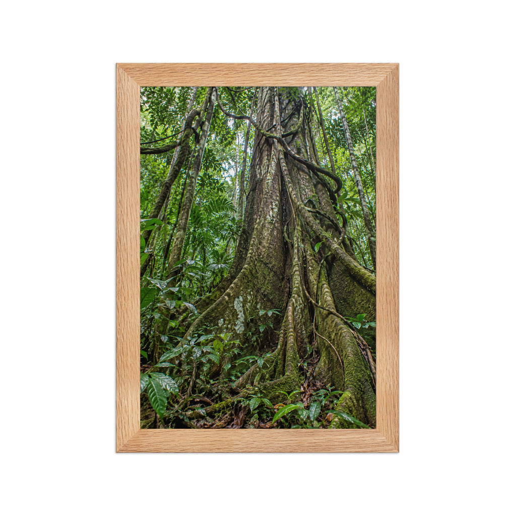 Poster encadré chêne Forêt équatoriale - aperçu 1
