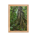 Poster encadré chêne Forêt équatoriale - aperçu 1