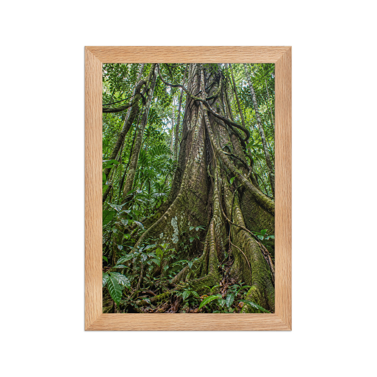 Poster encadré chêne Forêt équatoriale - aperçu 1