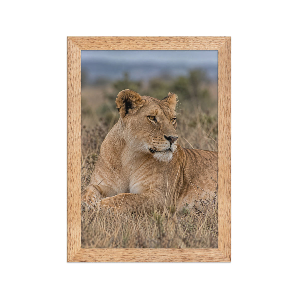 Poster encadré chêne Lionne couchée - aperçu 1