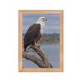 Poster encadré chêne Aigle pêcheur d'Afrique - aperçu 1