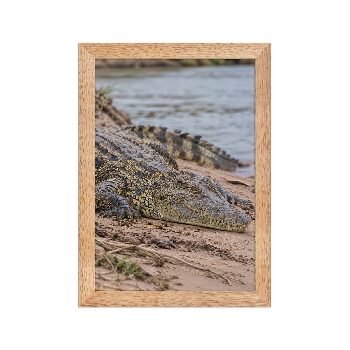 Poster encadré chêne Crocodile du Nil - aperçu 1