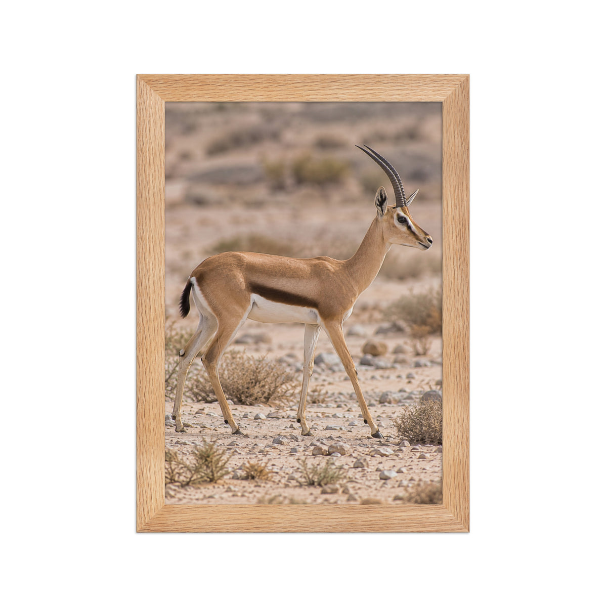 Poster encadré chêne Gazelle dorcas - aperçu 1