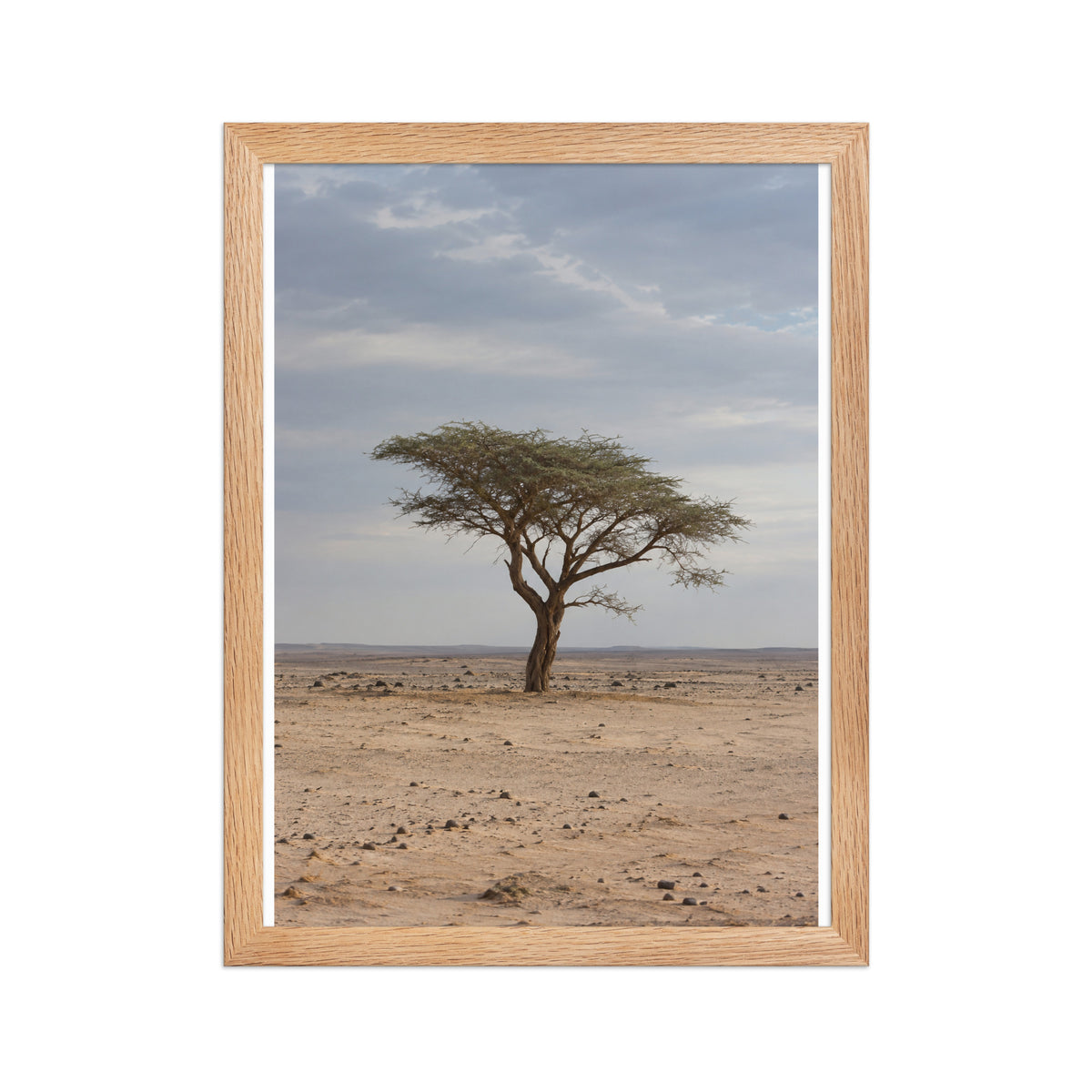 Poster encadré chêne Acacia du Ténéré Niger - aperçu 2