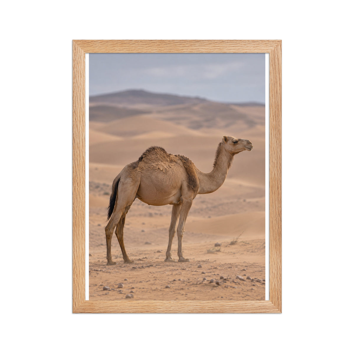 Poster encadré chêne Dromadaire dans les dunes - aperçu 2