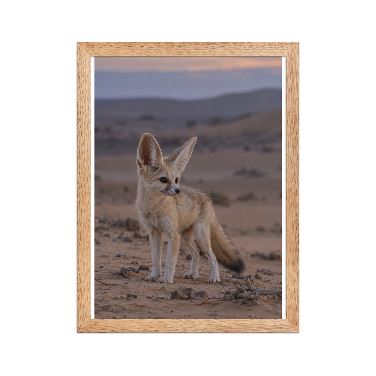 Poster encadré chêne Renard fennec - aperçu 2