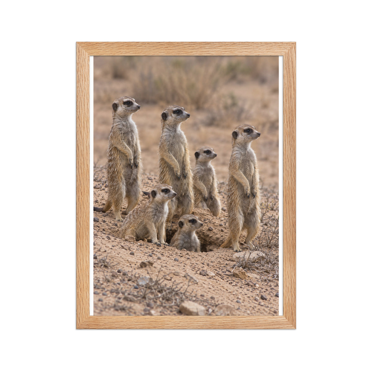 Poster encadré chêne Suricates - aperçu 2