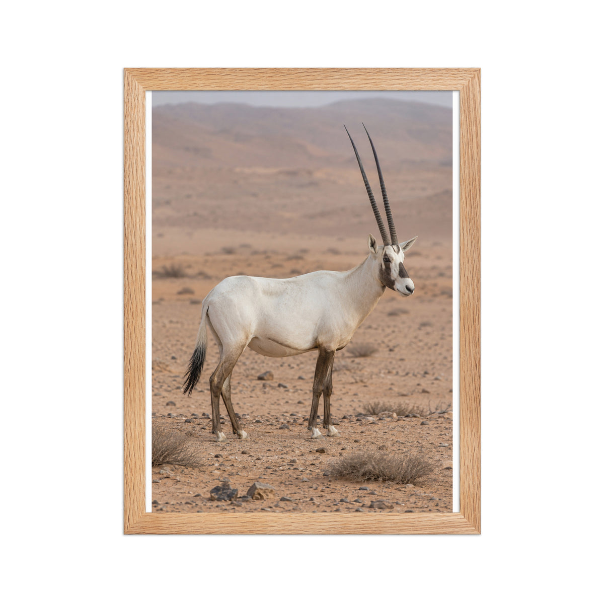 Poster encadré chêne Oryx d'Arabie - aperçu 2