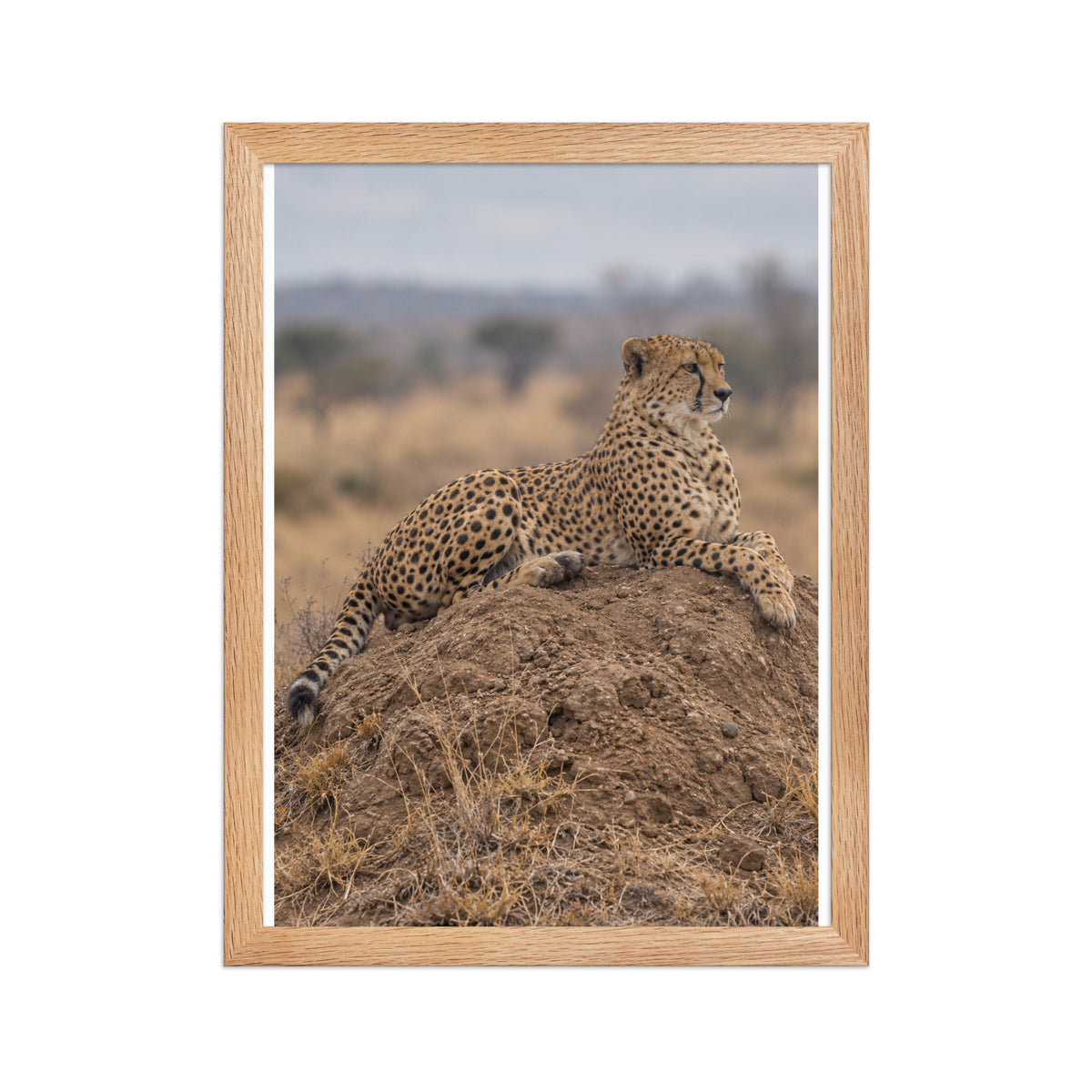 Poster encadré chêne Guépard sur termitière - aperçu 2