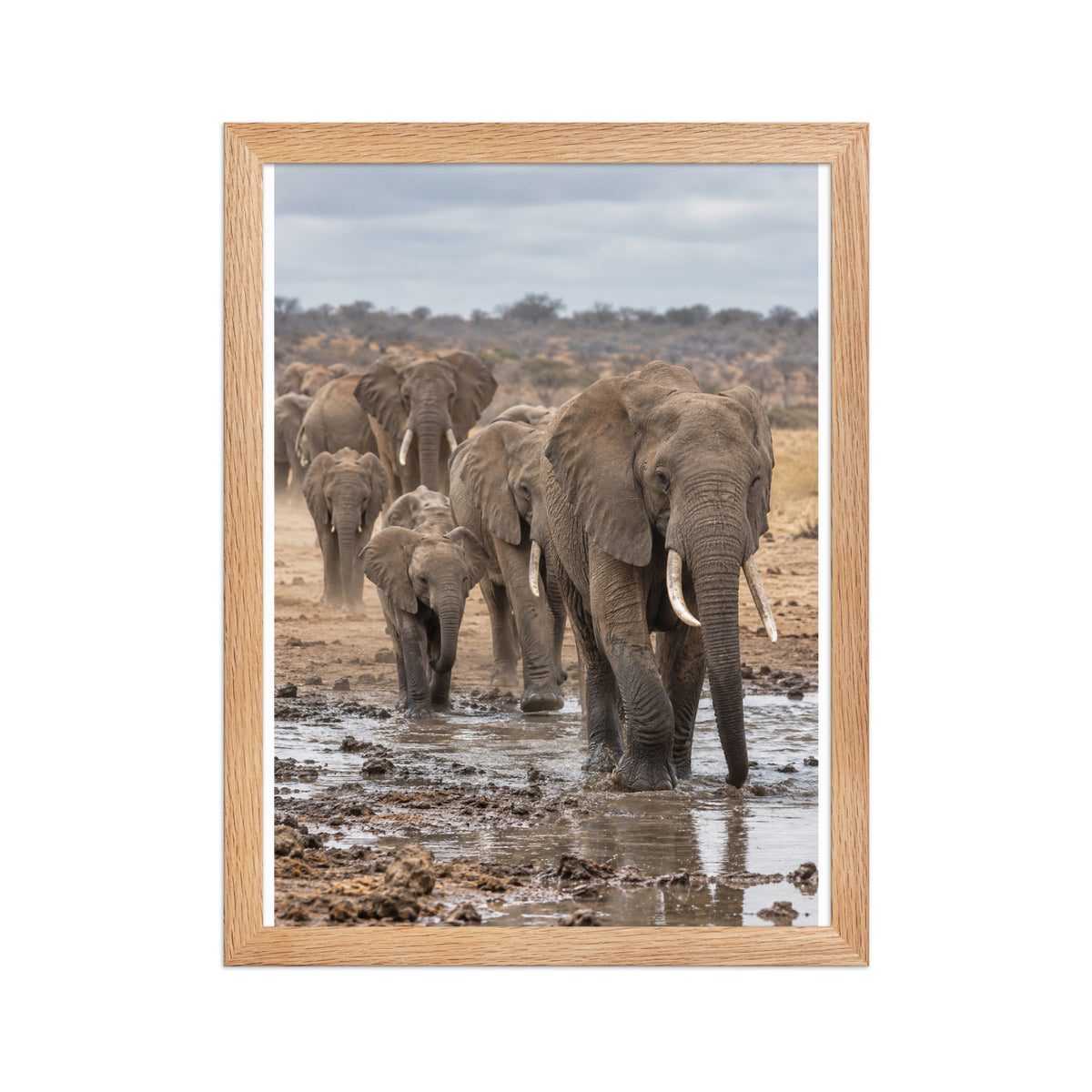 Poster encadré chêne Éléphants au point d'eau - aperçu 2