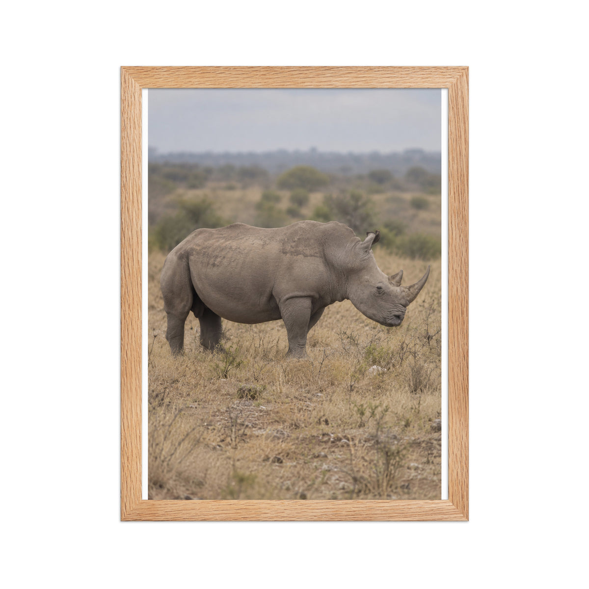 Poster encadré chêne Rhinocéros blanc - aperçu 2