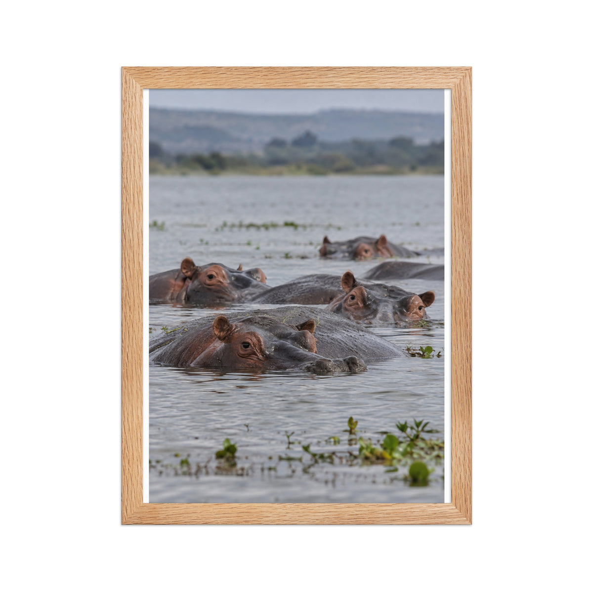 Poster encadré chêne Hippopotames - aperçu 2