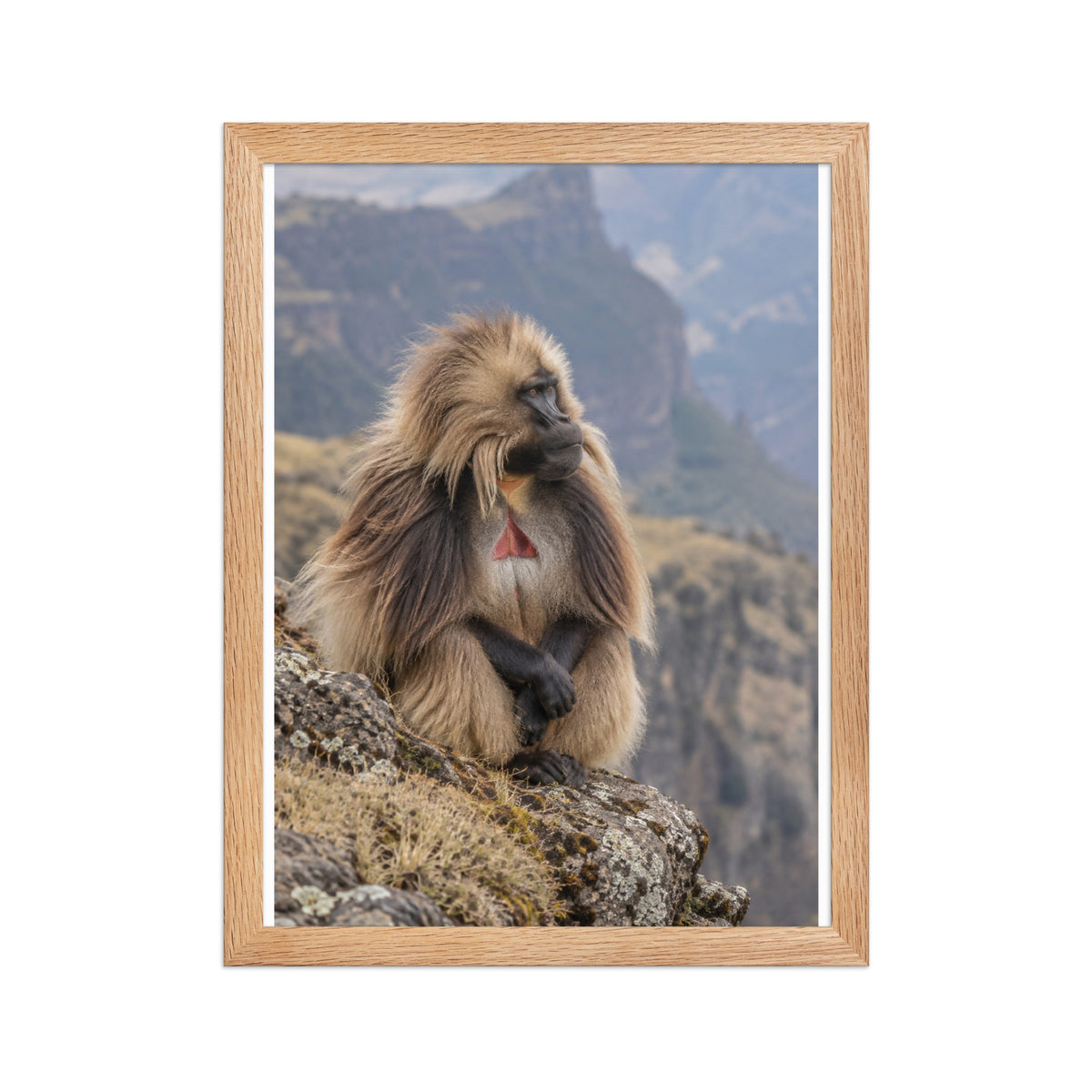 Poster encadré chêne Gelada monts Simien - aperçu 2