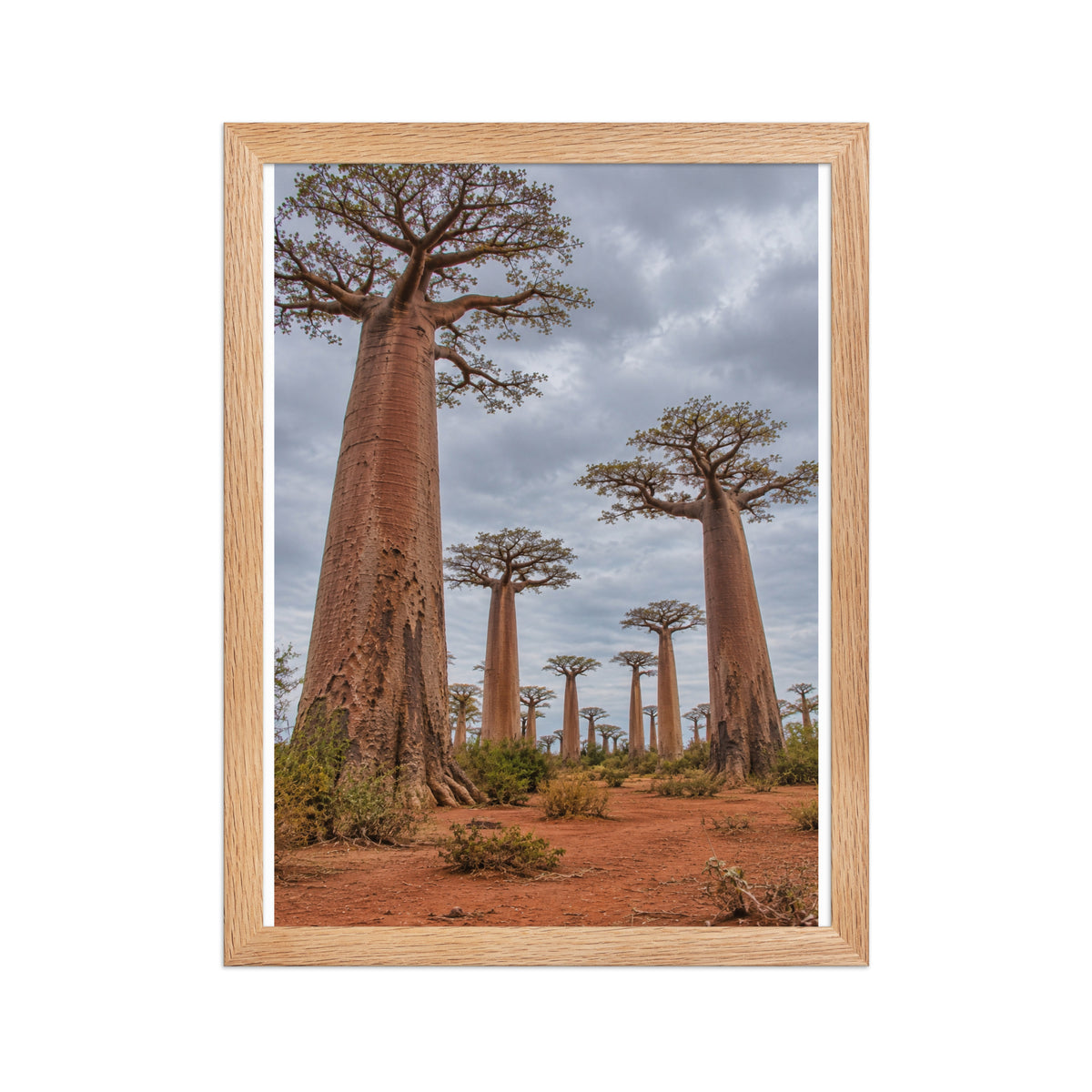 Poster encadré chêne Allée des baobabs Madagascar - aperçu 2