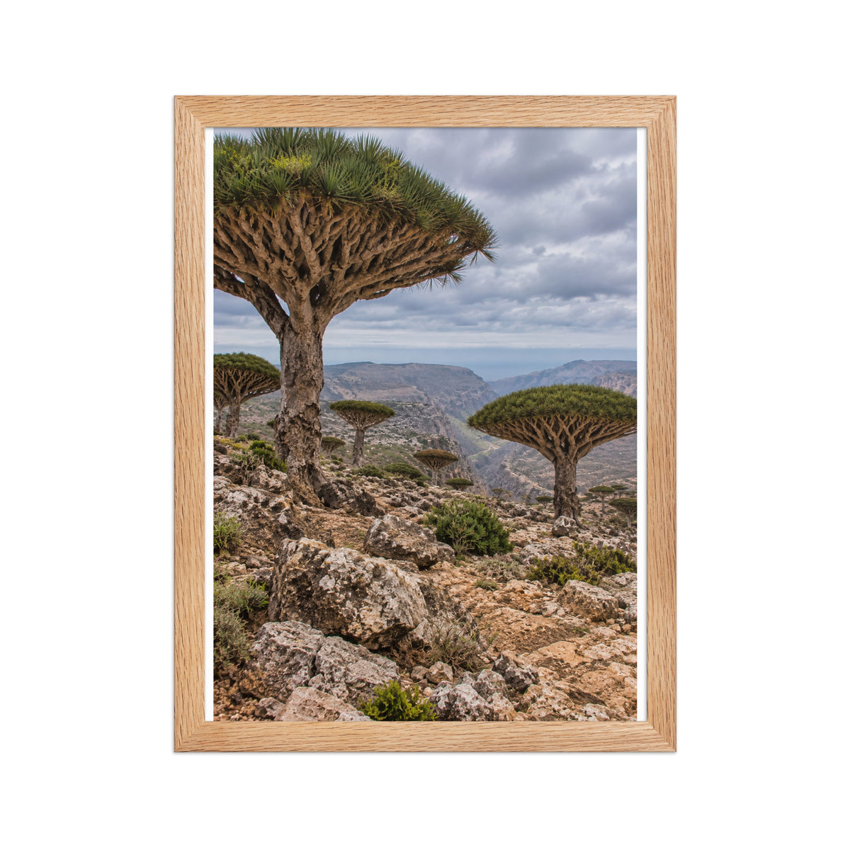 Poster encadré chêne Socotra Yémen - aperçu 2