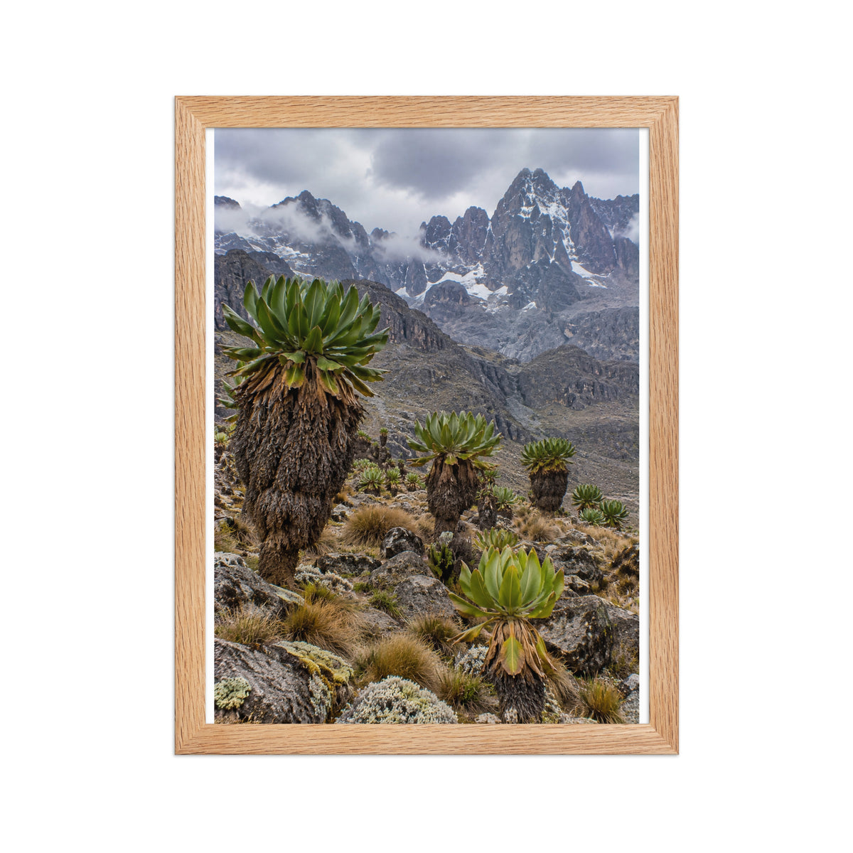 Poster encadré chêne Mont Kenya - aperçu 2