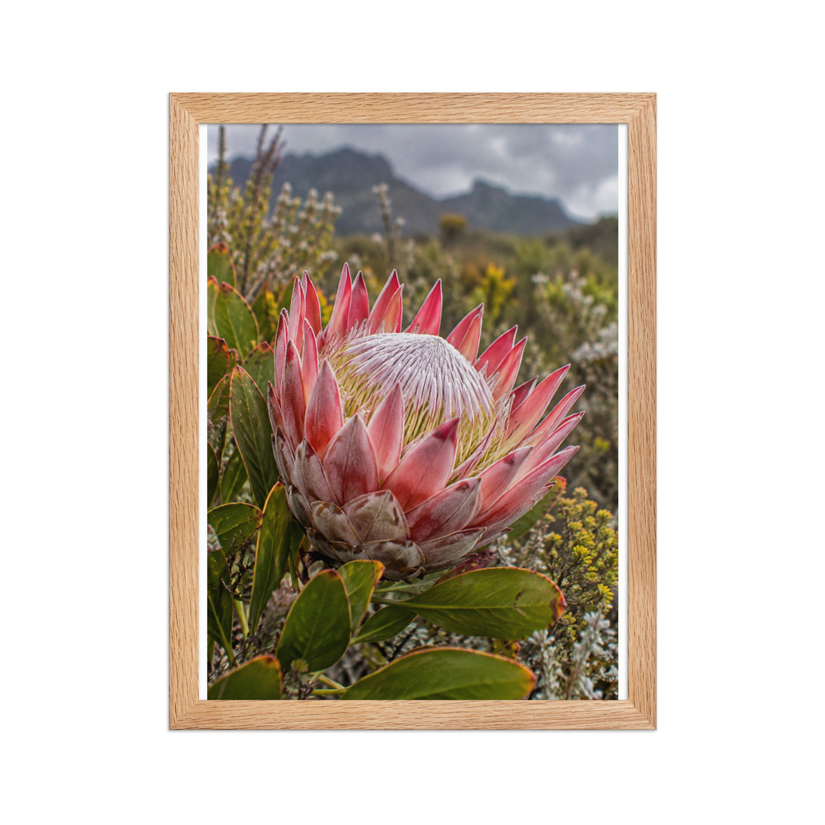 Poster encadré chêne Protée du fynbos - aperçu 2