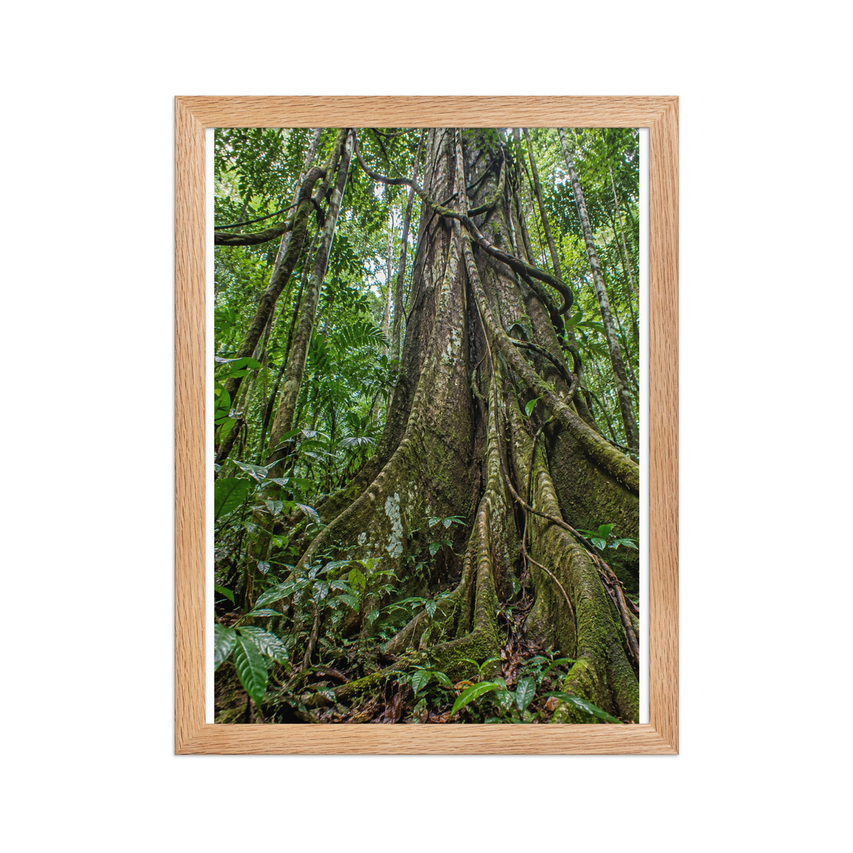 Poster encadré chêne Forêt équatoriale - aperçu 2